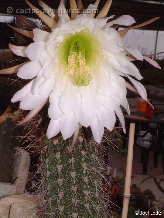 Trichocereus werdermannianus Dscf5744